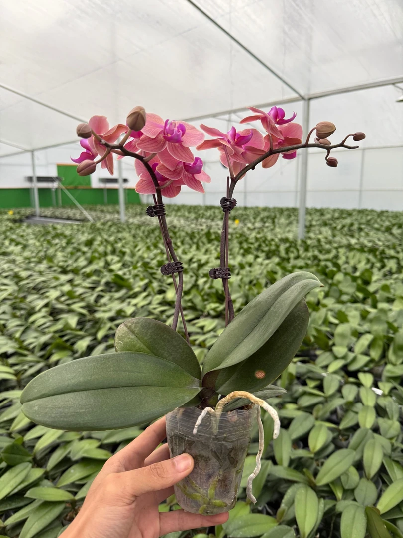 蝴蝶兰《开口笑》带花苞适合茶桌艺术（不参与赠品）