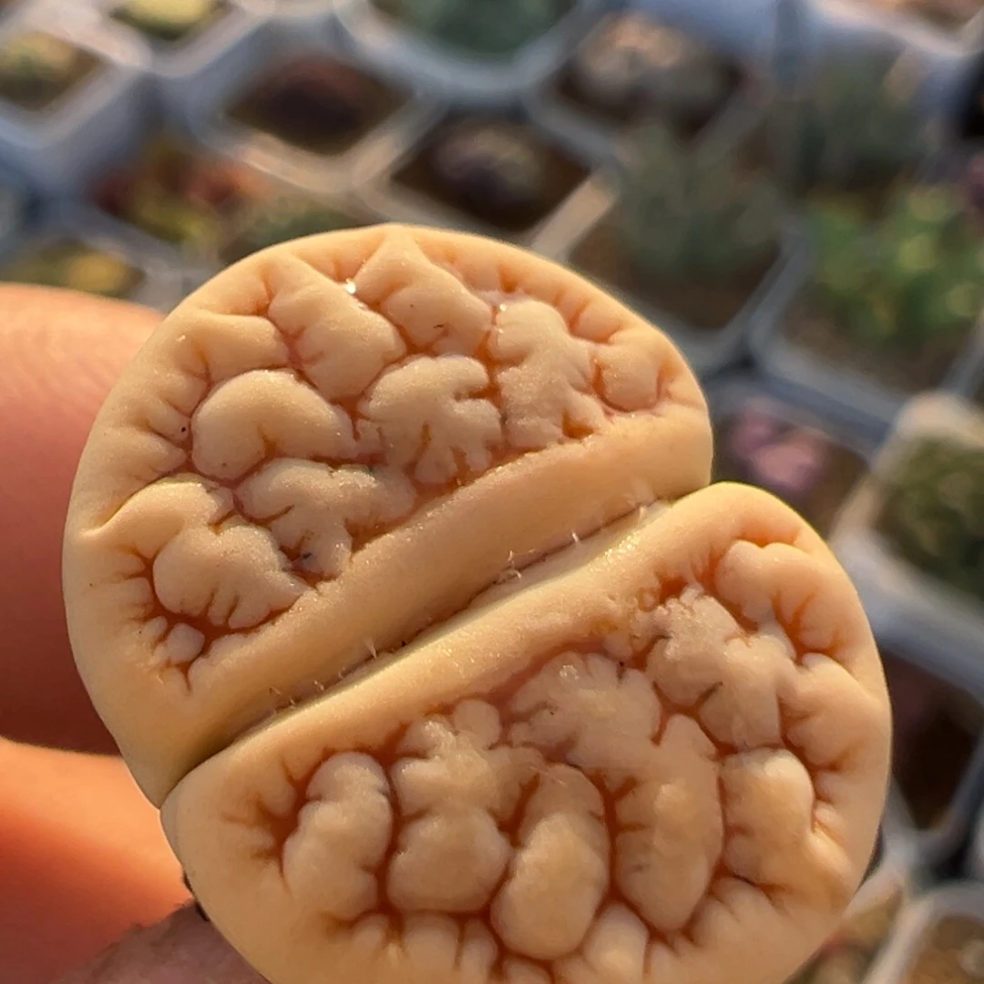 喜***乐33多肉植物百科植物