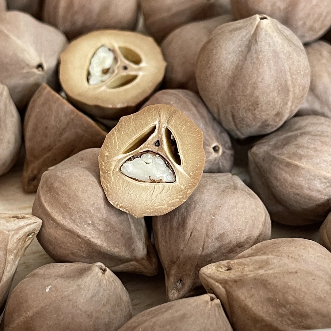 橄榄核原料 莲花短圆 宽1.7-22+ 长2.4-3.0 一斤110个左右 厚0.55