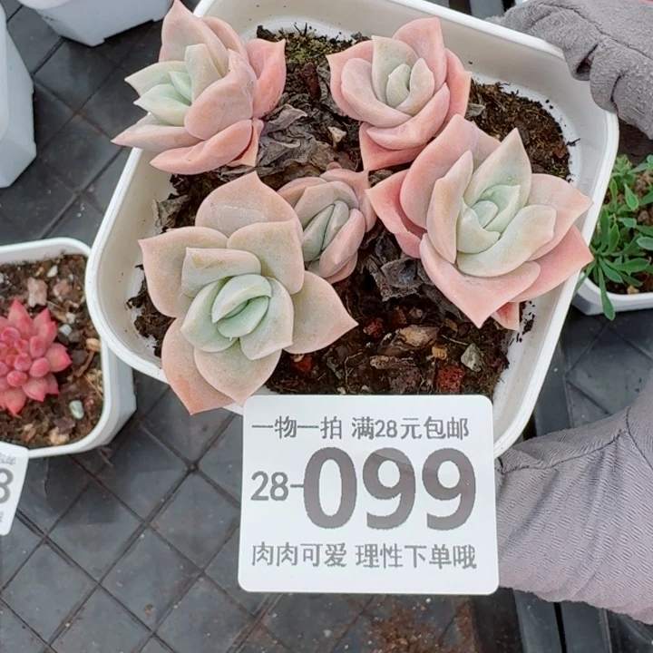 可爱玫瑰不包整多无盆土发货