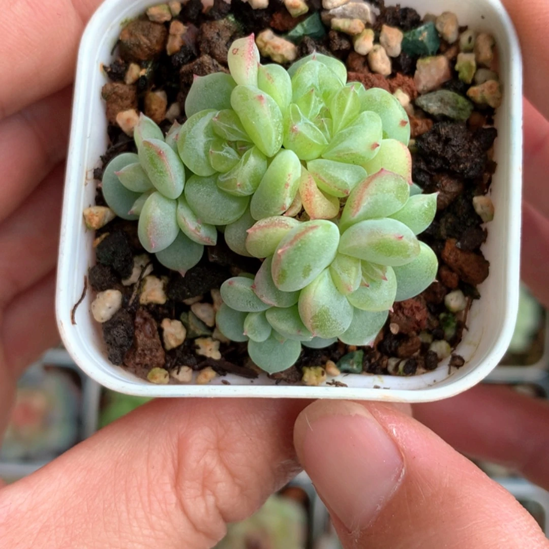 7头小脸群。     15号