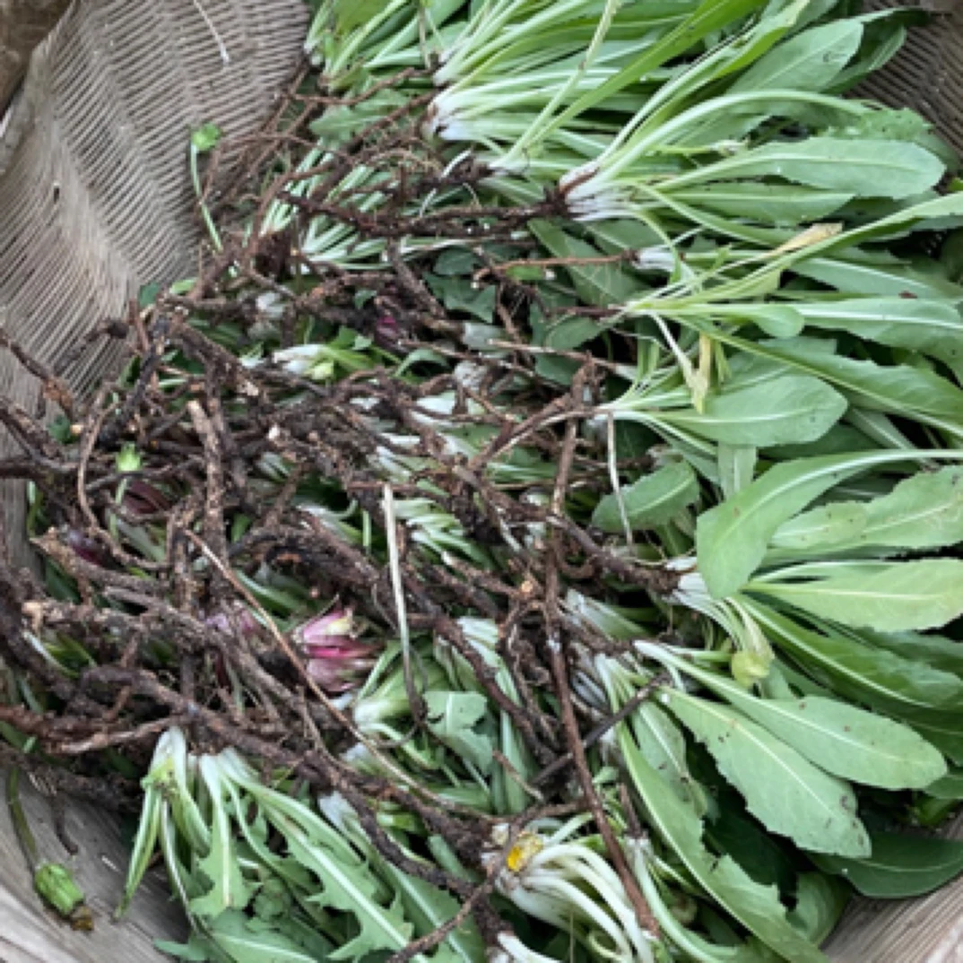 【野生新鲜蒲公英】带根纯天然黄花苗新鲜现挖下火去火清炒凉拌泡茶