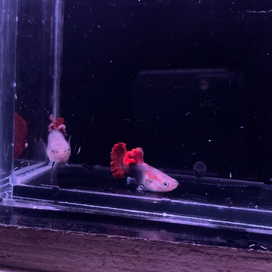 孔雀鱼菊花帆一对