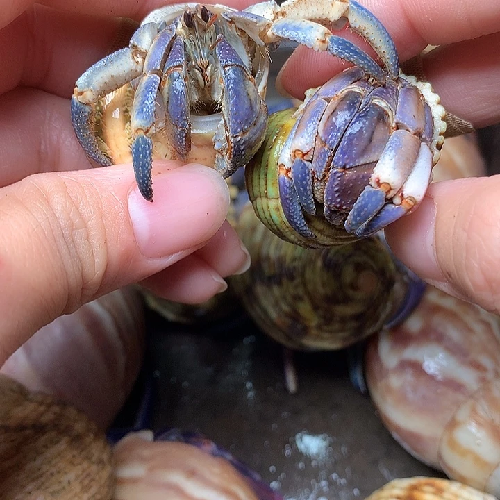 2/只奔跑的寄居蟹32