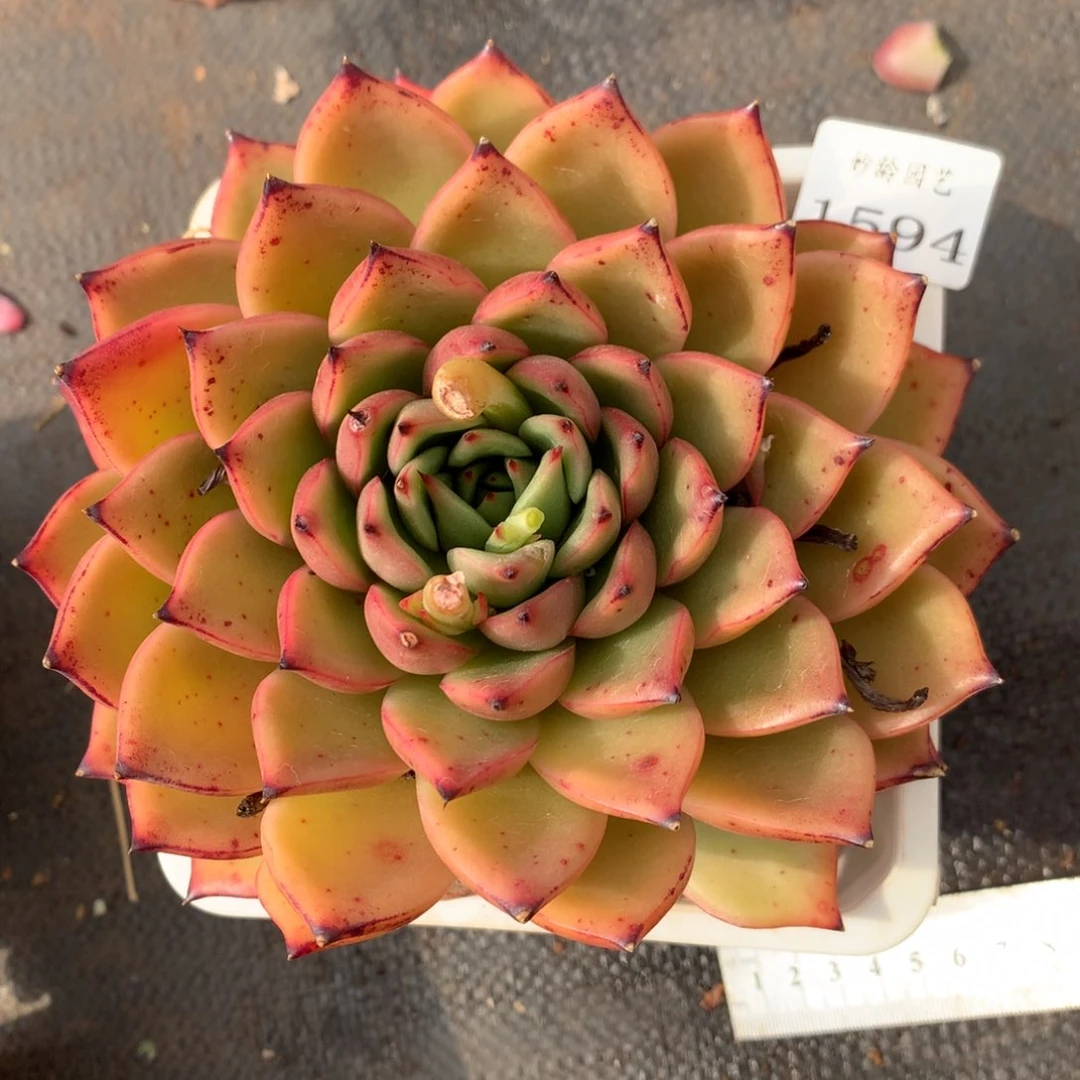 1594杂交精品基地14厘米