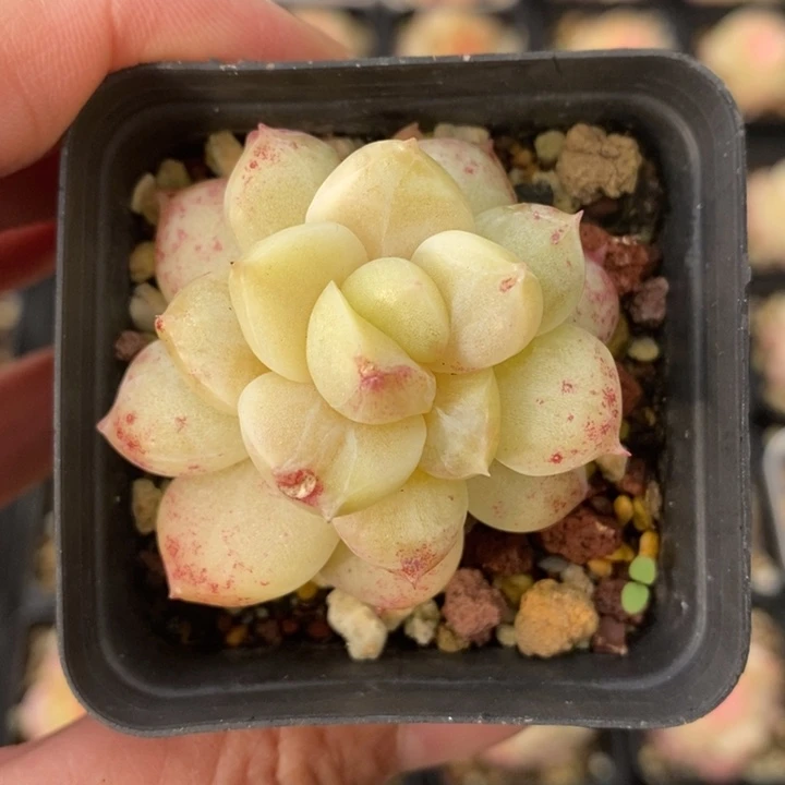 糖心石化锦 111111.3