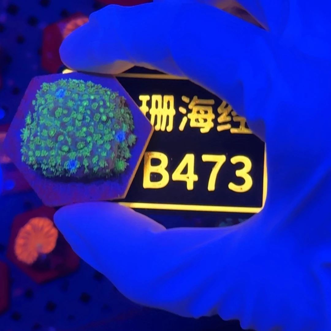 纽扣珊瑚S***n又又不包邮微孔B473