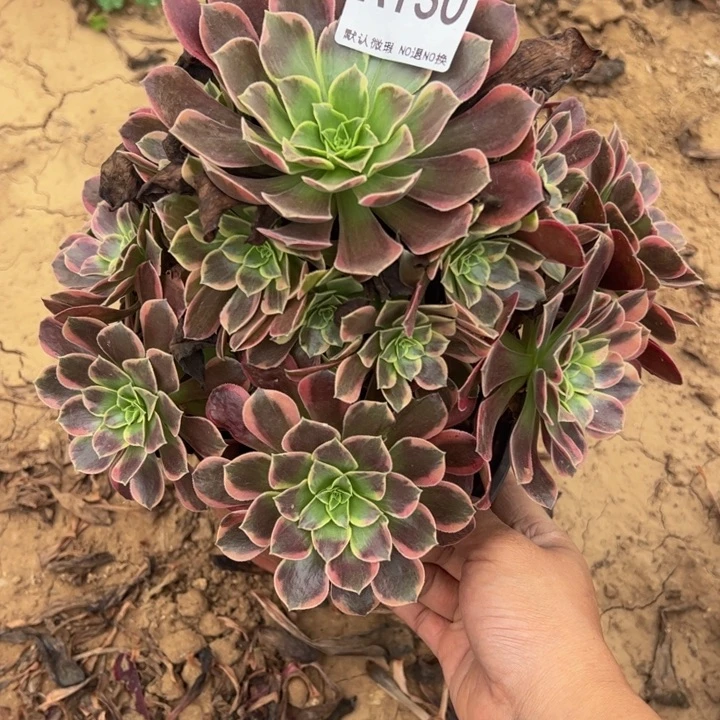 金丝却多肉植物130.