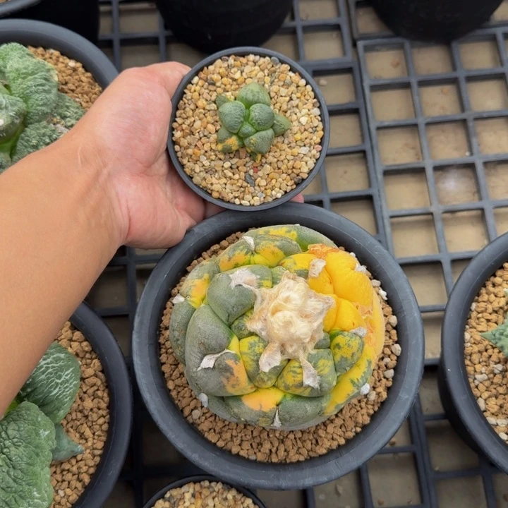 老头的超级丸尤连山锦