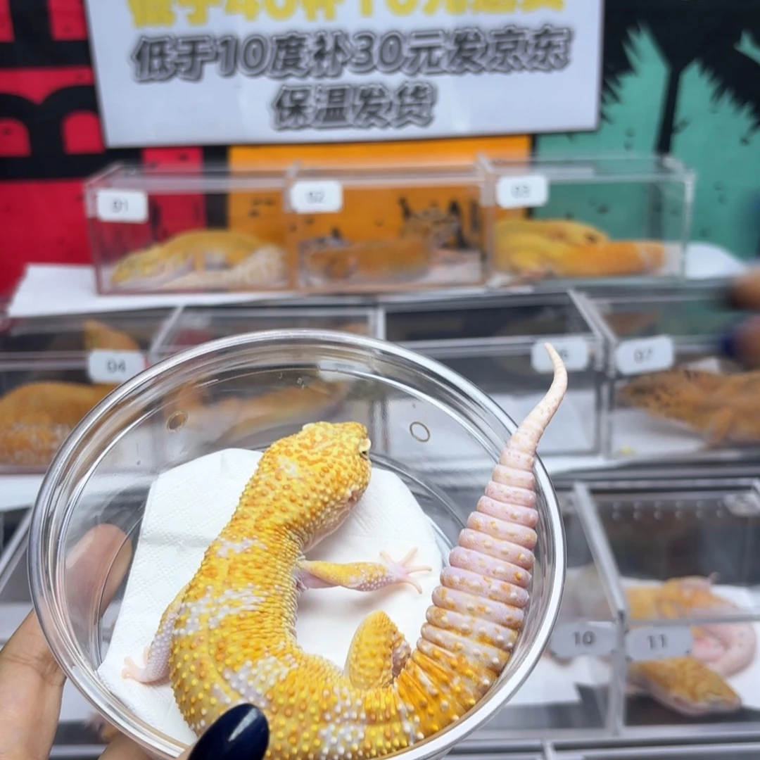 豹纹守宫暴龙弟弟R022