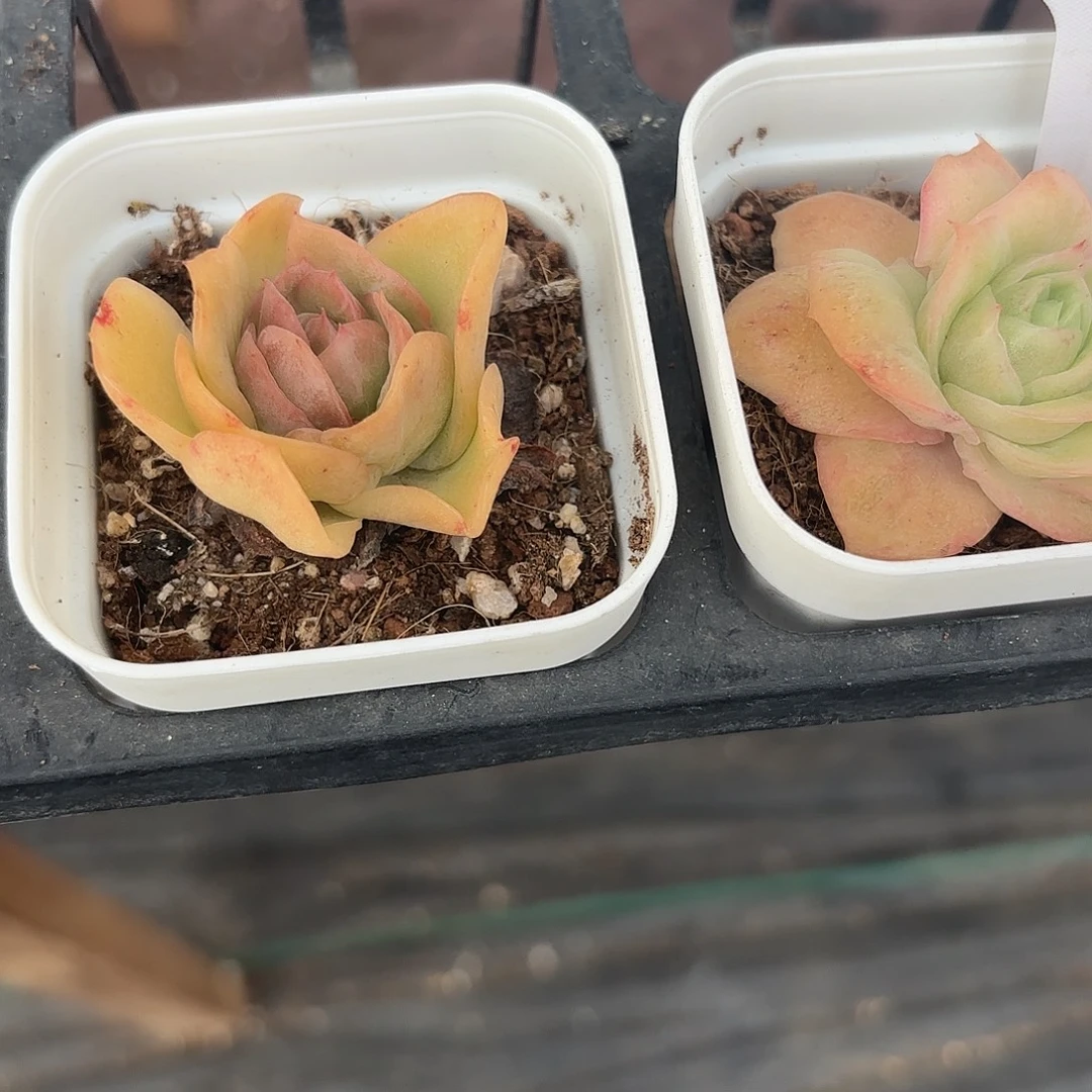 精品凤鸿美人多肉植物
