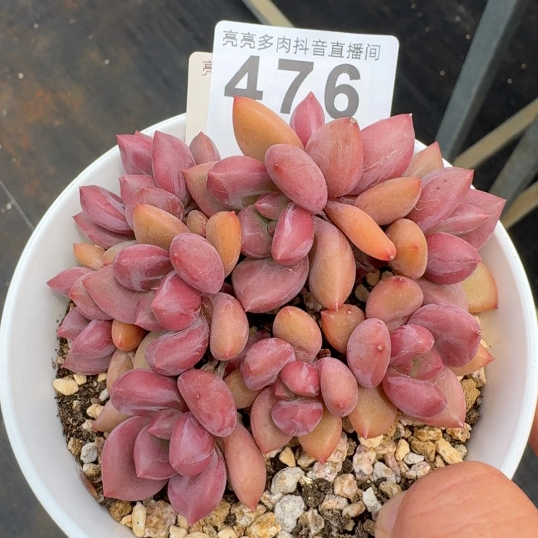 桃花源树桩         多肉植物