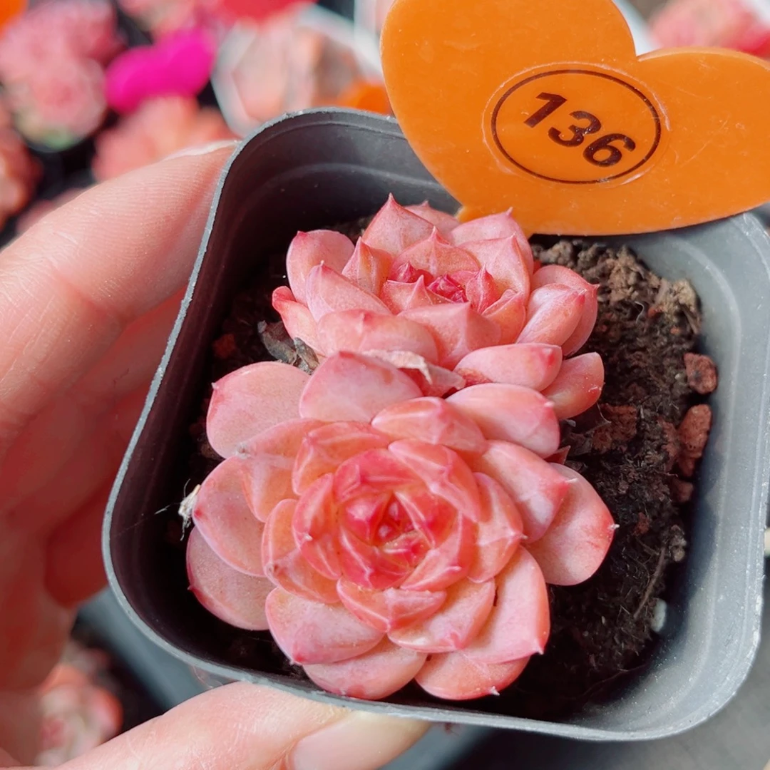 136号小老桩糖心双头