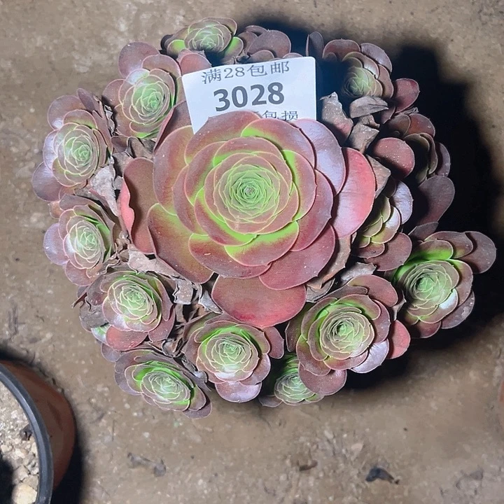 3028魅金玫瑰多肉植物