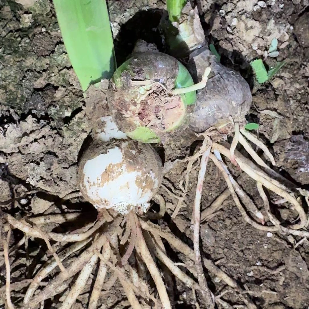 一诺千金4厘米裸根三棵，根系不好