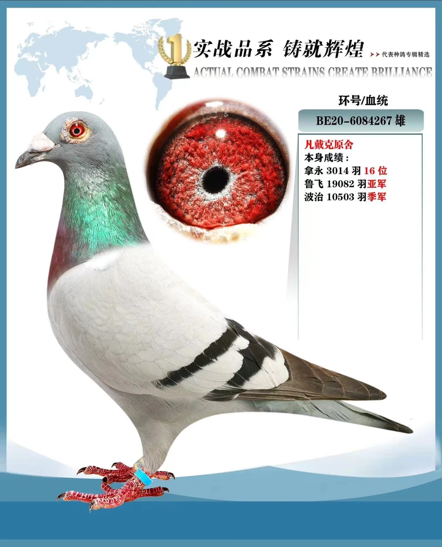 鸽子 信鸽成绩鸽大鼻子种鸽比利时圆环