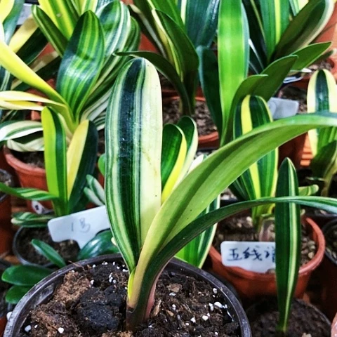 【闪购商品】龙*心