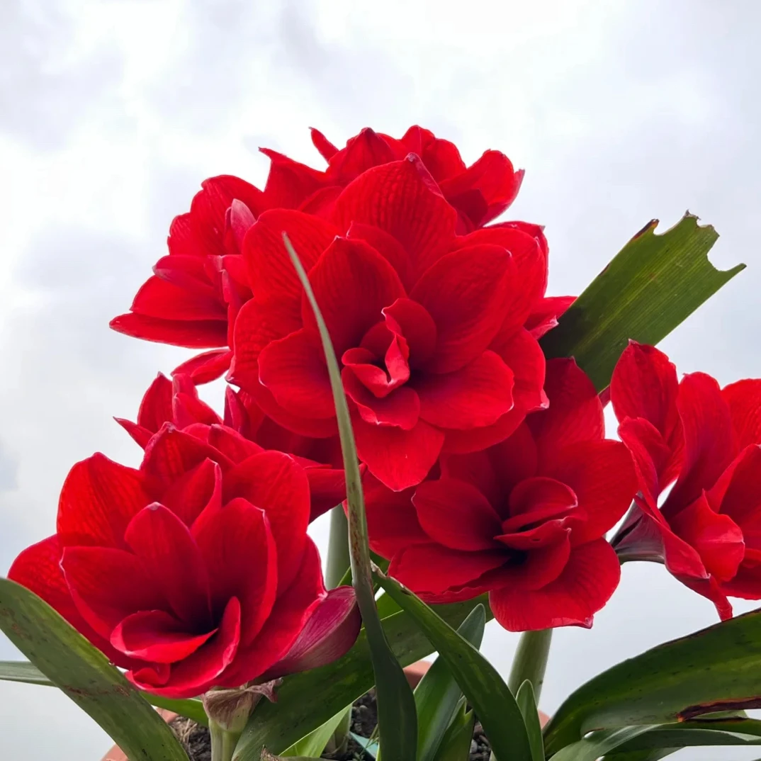 双龙朱顶红种球自然球当年开花