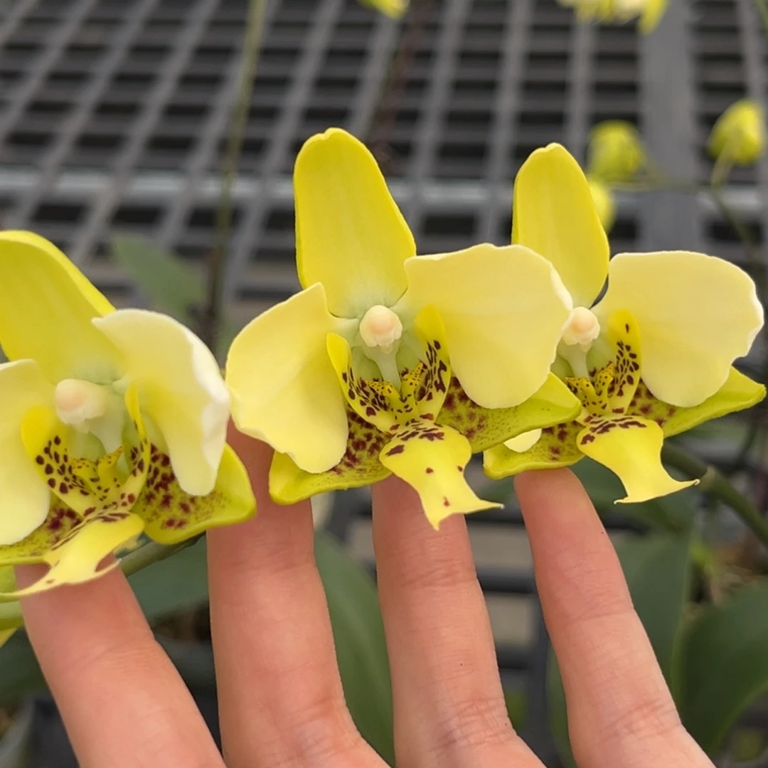 完全开放2.5寸黄史开花株