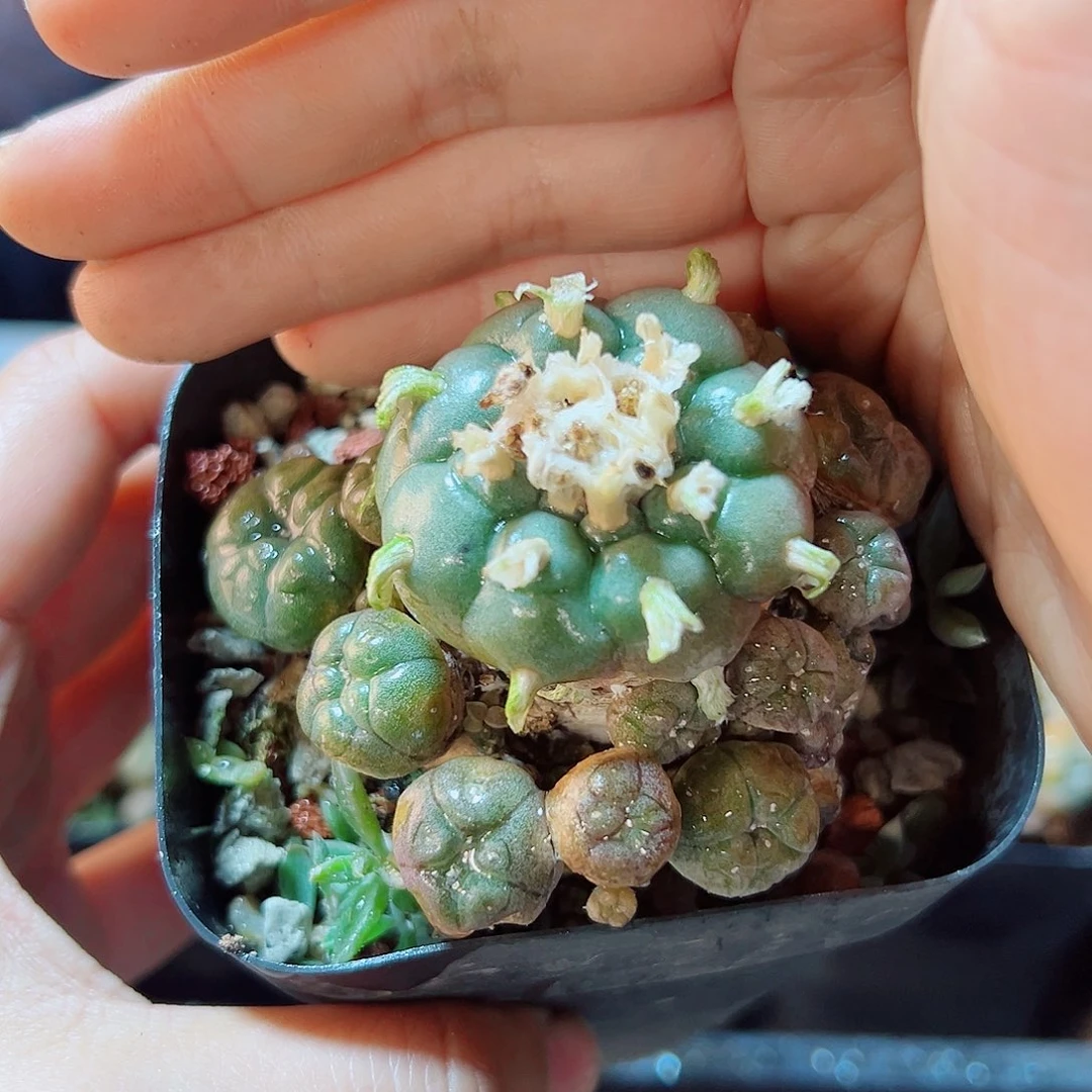 自根子吹乌群有老皮7公分