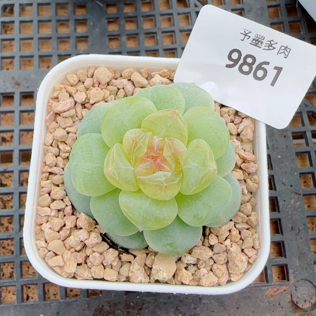 孤品珍妮，9861多肉植物