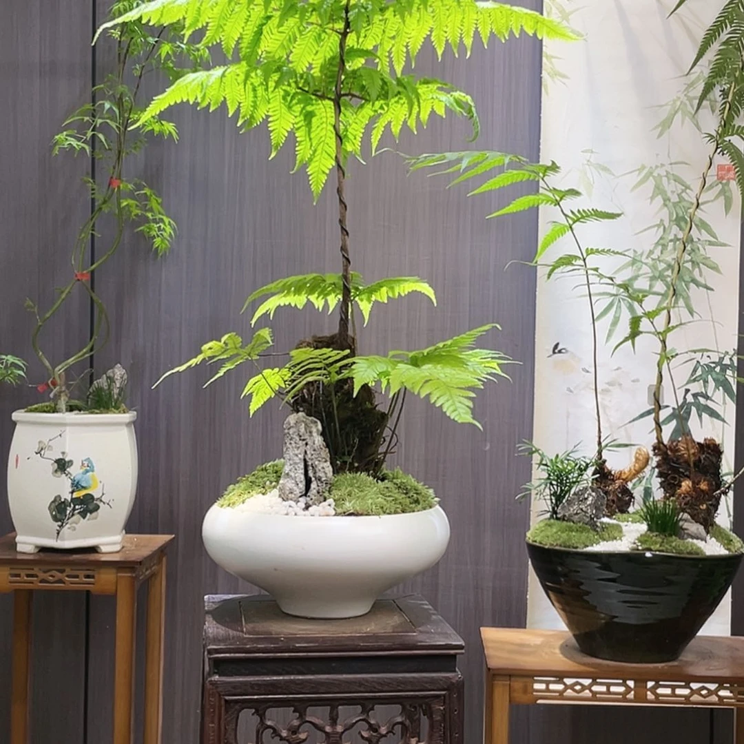 【闪购商品】九**库蕨