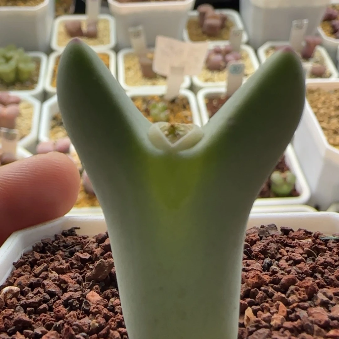 【闪购商品】0935少将福利当天28包邮非偏远