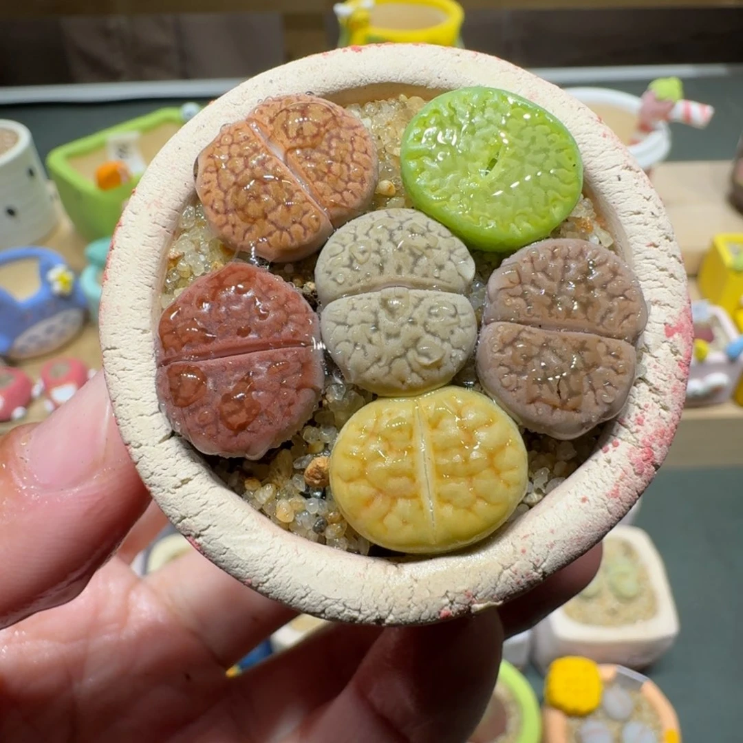 红陶蘑菇376富贵
