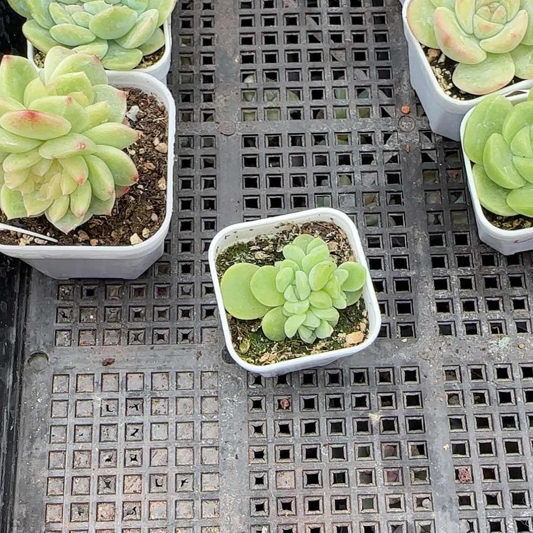 暮**迟童话 中盆一个满25包邮