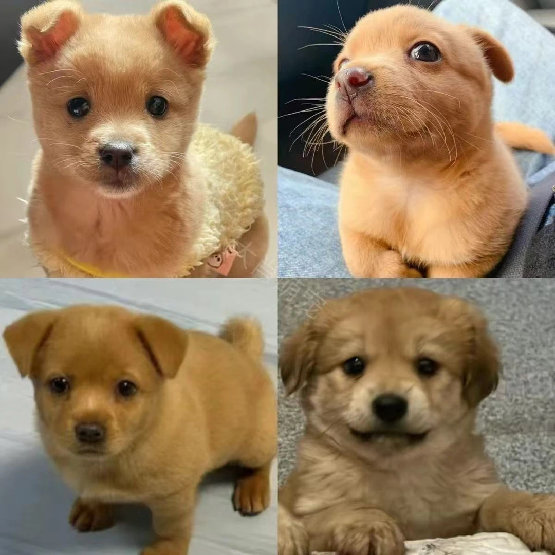 中华田园犬活体直播