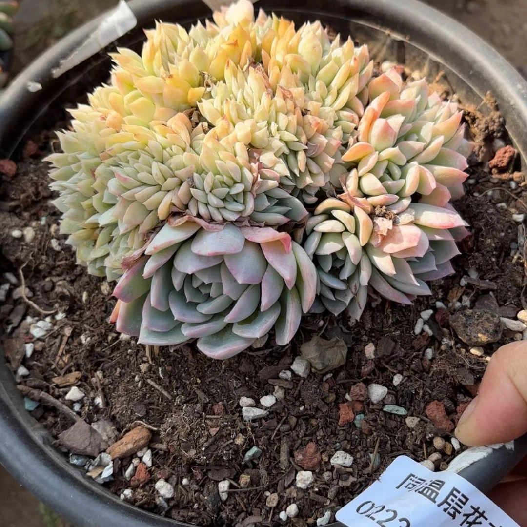 同温层多肉莎莎缀62