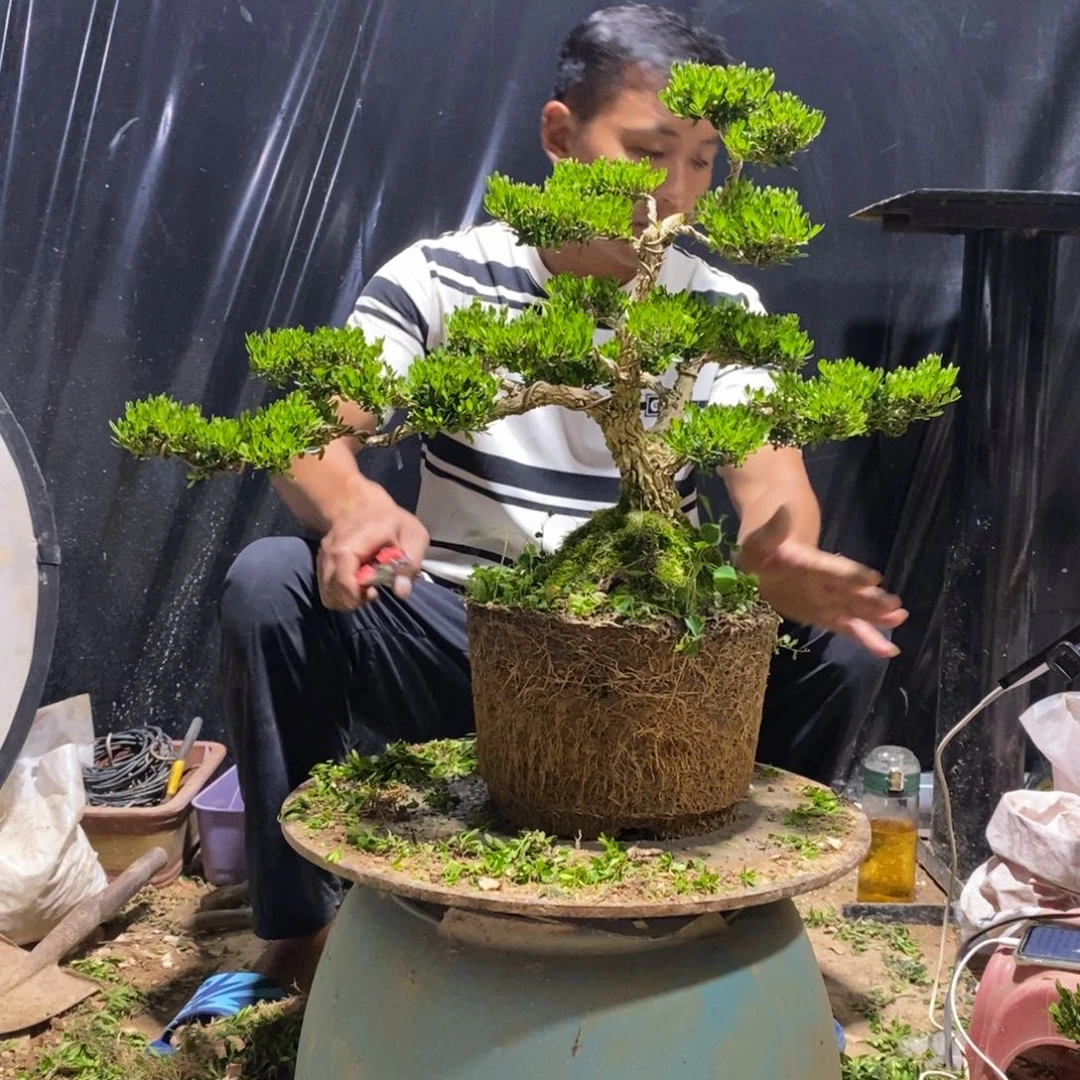 无花朵晴*天黄杨盆景