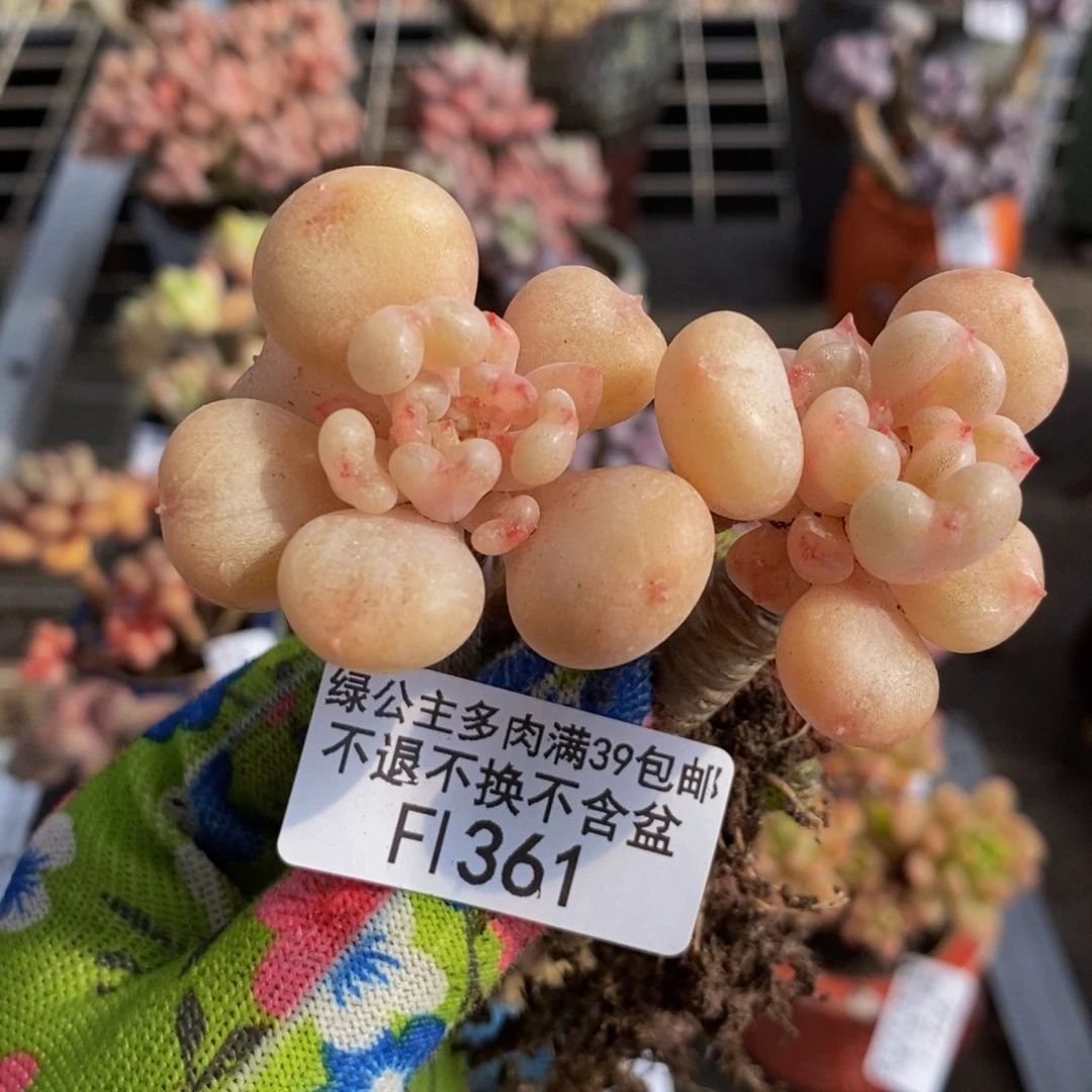 比尔盖茨361:6c m