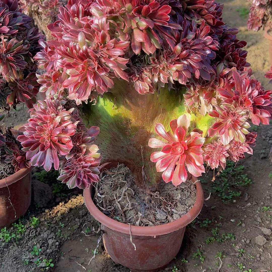 招****恘女神缀化脱土发货