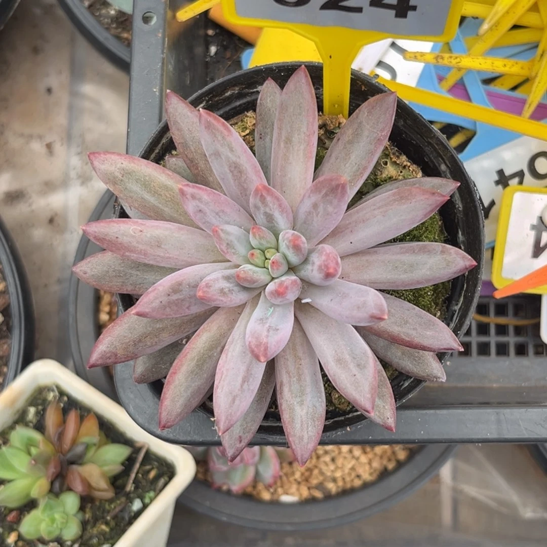 多肉植物虞美人924