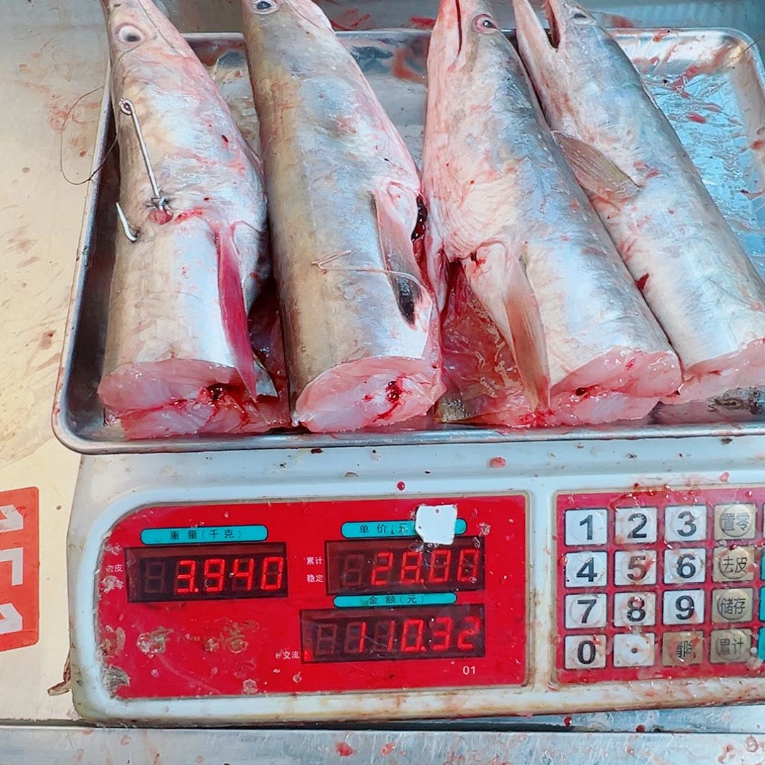 中国大陆四个鳗鱼头