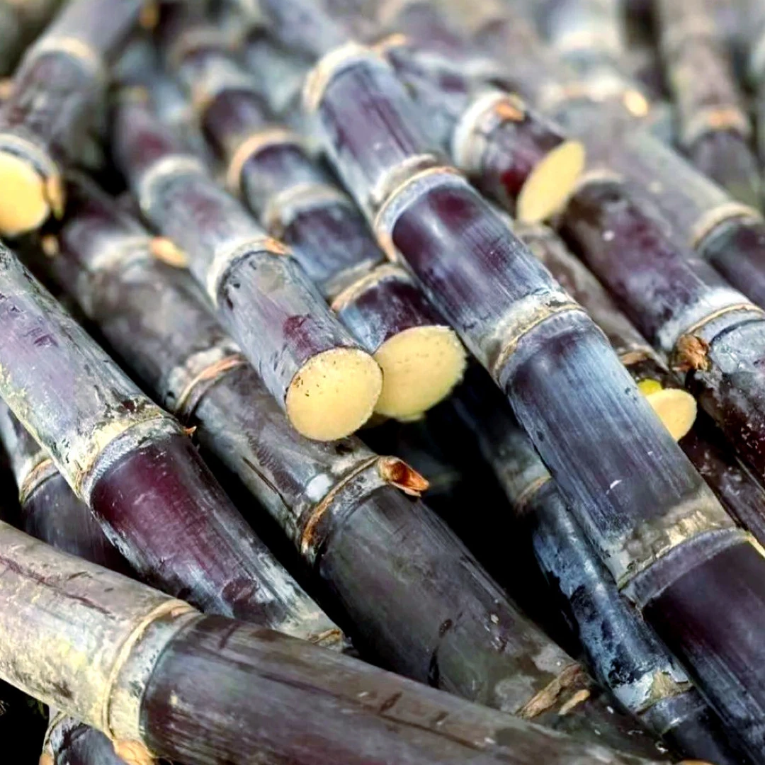 广西黑皮甘蔗去皮段一盒500左右口感甜