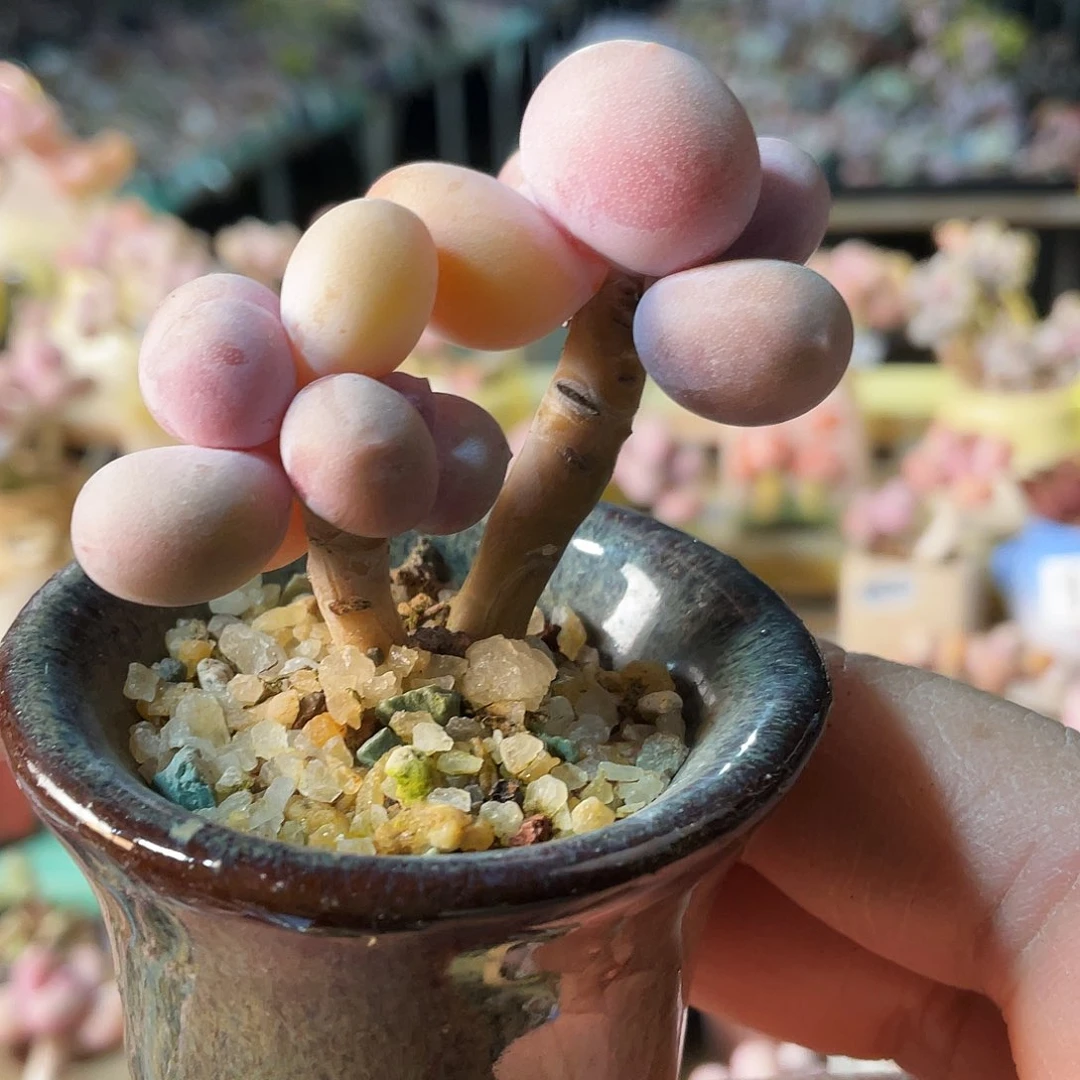 一**一多肉植物的生长发育与生长