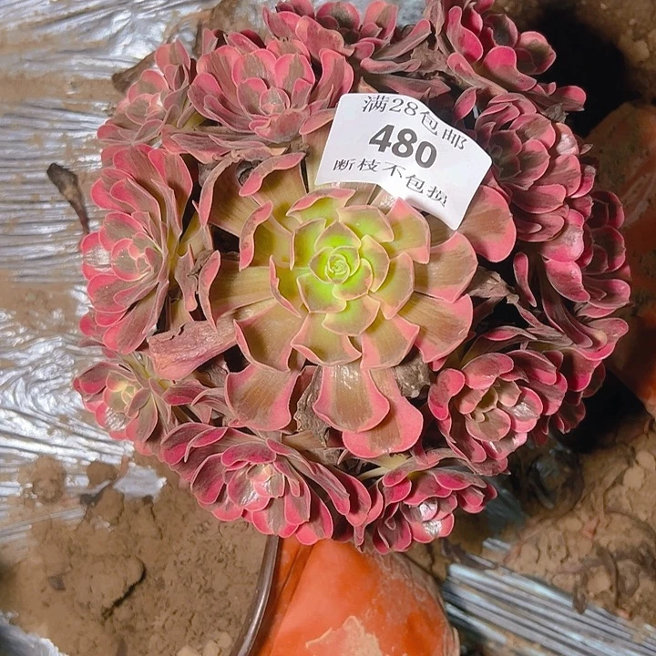 480爱神多肉植物保护