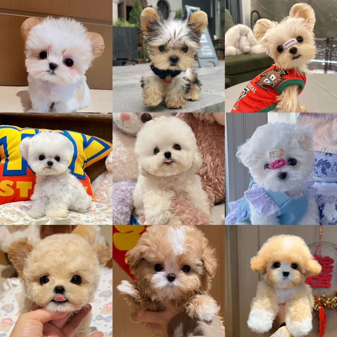 【Evil妈张大园】幼犬专拍马尔泰比熊约克夏泰迪熊马尔济斯