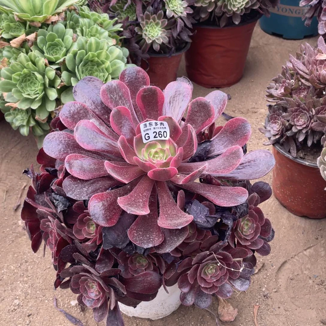 260爱神多肉法师断枝不包