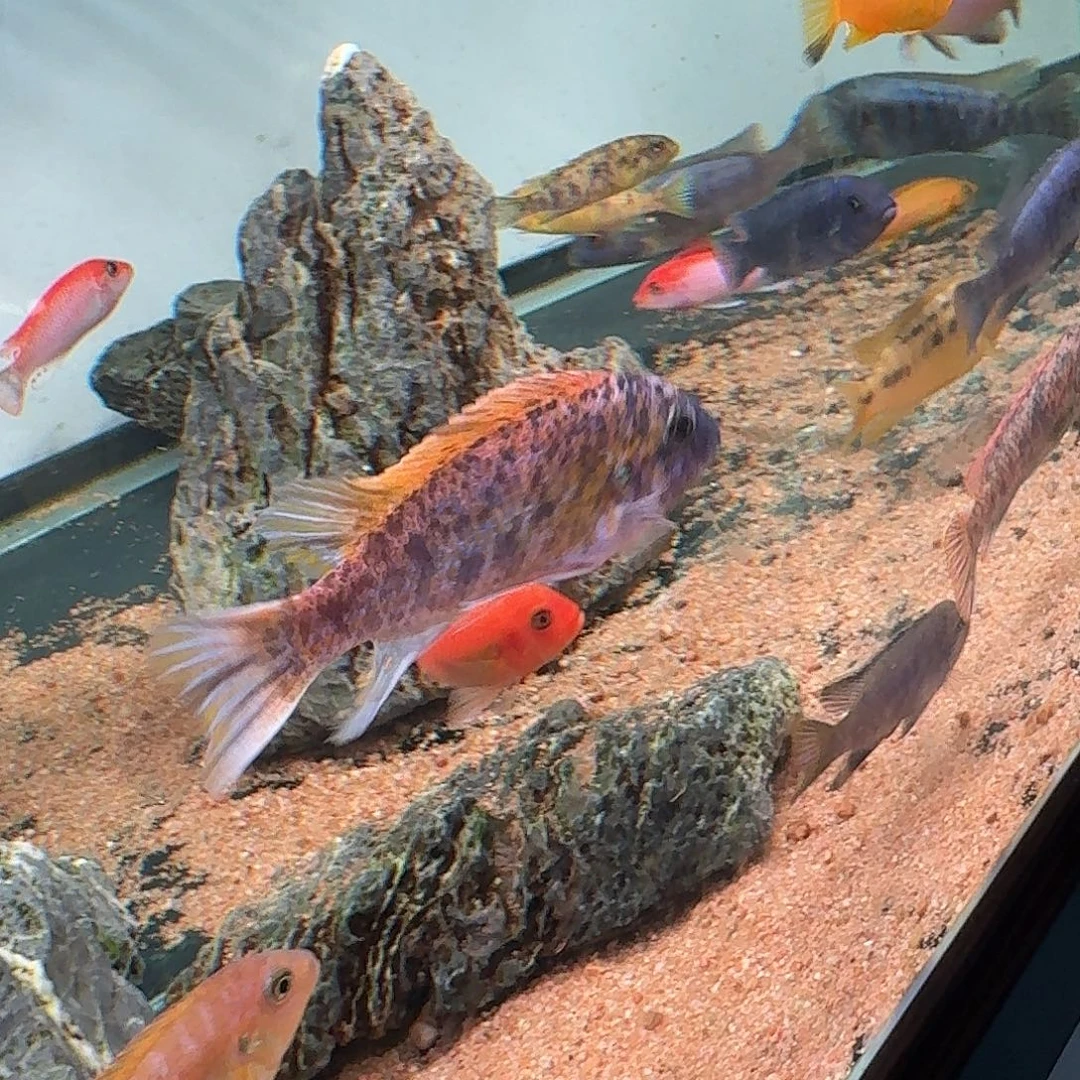 海水鱼奇坦迪Mc➕红花ob