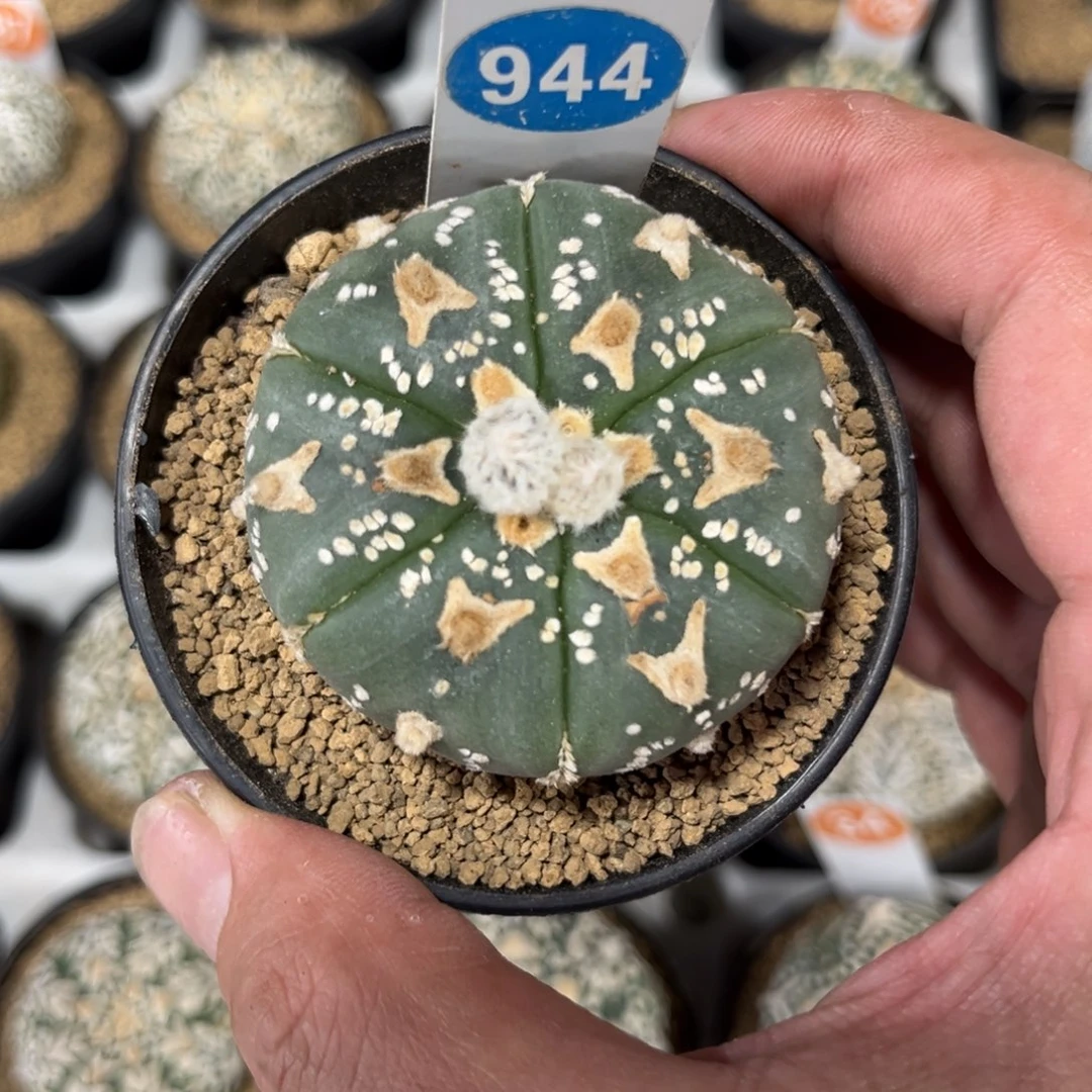 944实生V字兜带盆