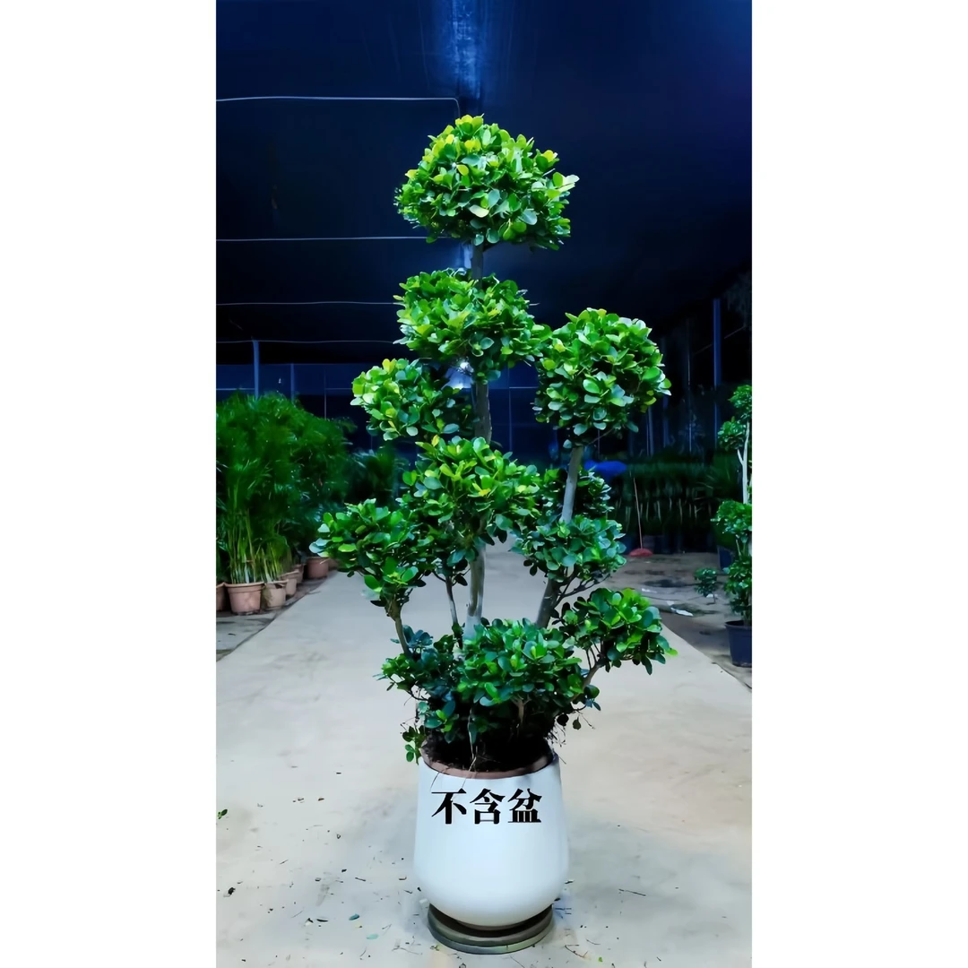火山榕多头摇钱树金钱榕室内客厅懒人绿植高级好养四季常青净化树