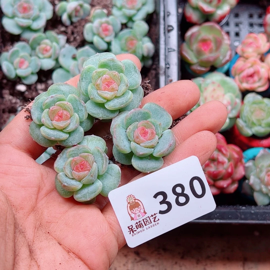 +***～多肉植物多肉植物