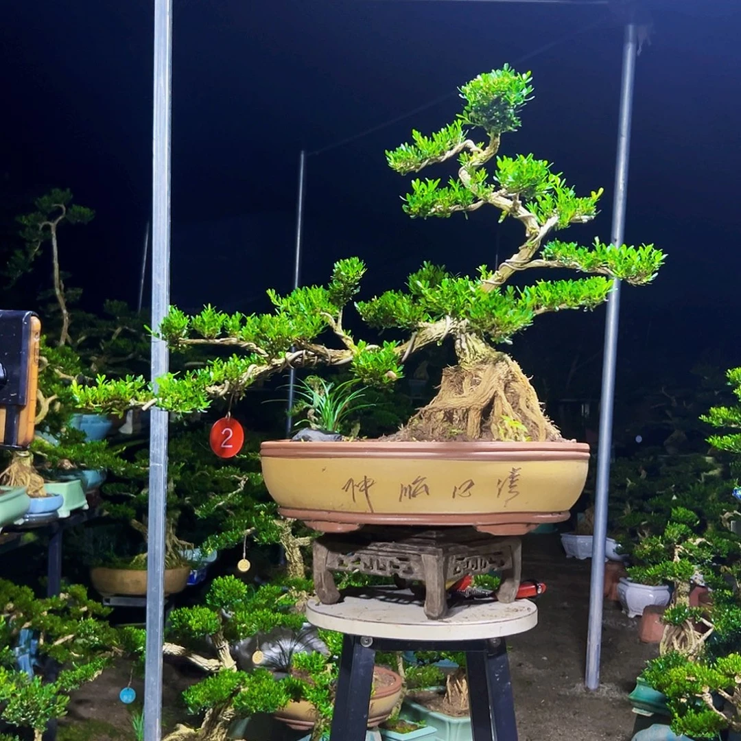 飞***哥无花朵黄杨木
