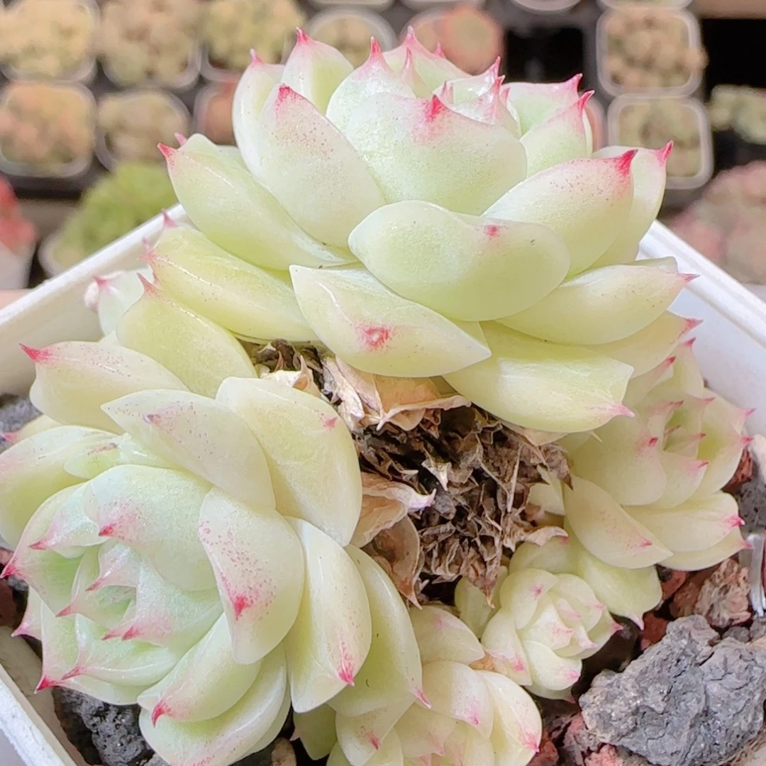 花语逸镜1117-316散