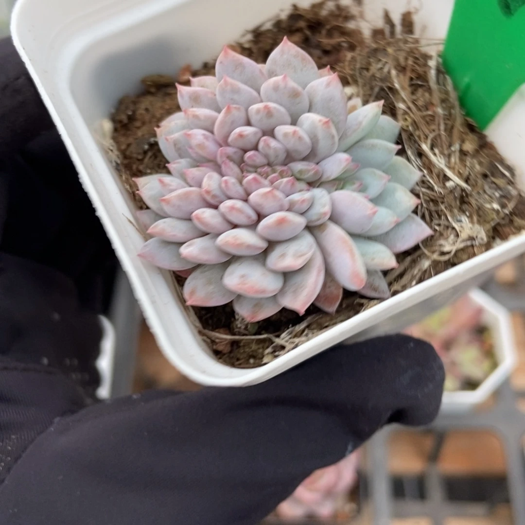 770玉芙蓉缀多肉植物保护