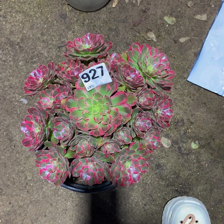 旺***仔无花朵安娜927000000000