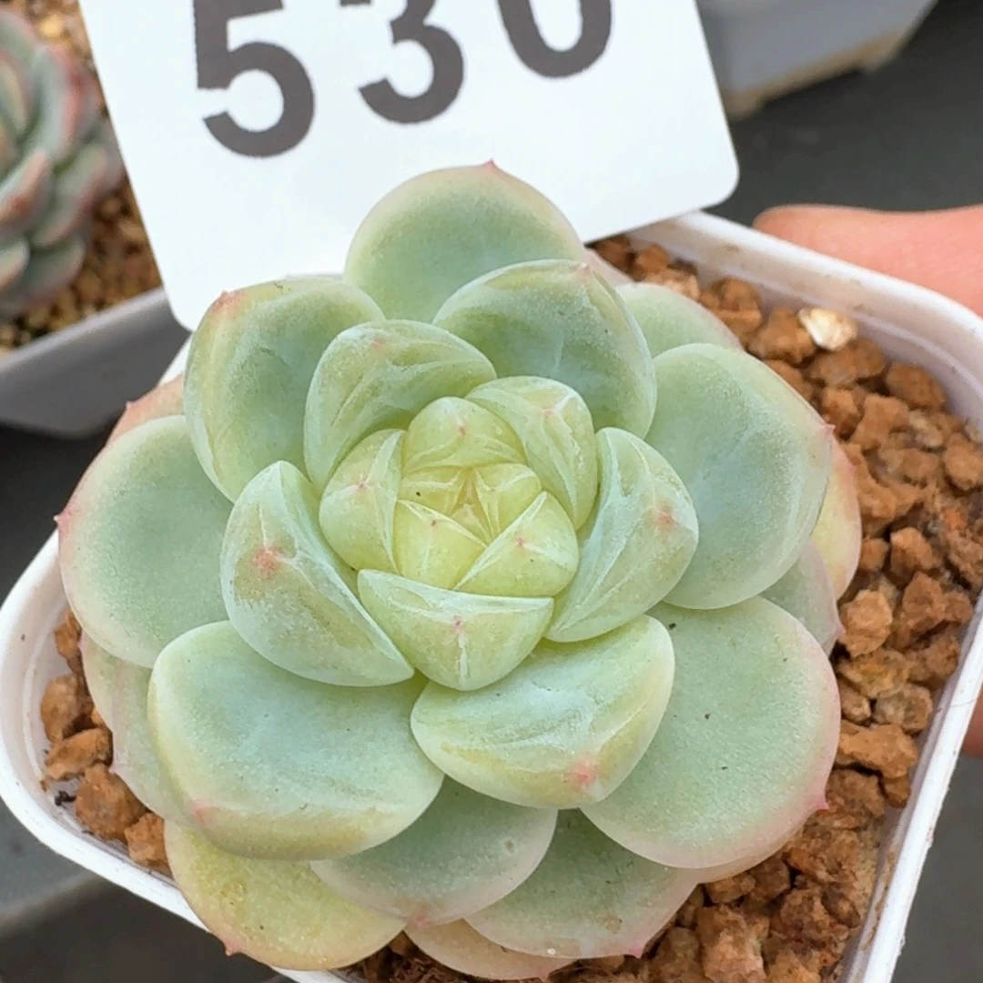 白透体心珍妮            精美多肉植物